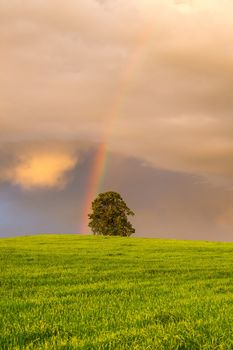 On the barley field before storm