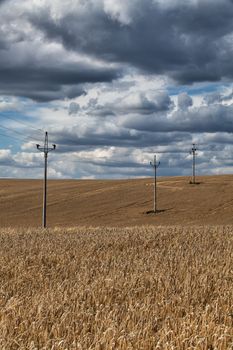 On the empty barley field before storm