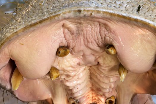 open jaws of an adult hippo closeup