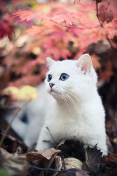 Lovely chinchilla kitten walking in a mysterious autumn forest