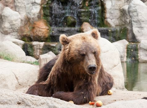 Big Kamchatka brown bear among stones in the wood