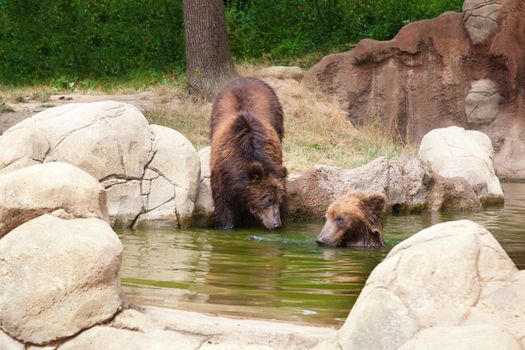 Two young brown Kamchatka bears swim in the lake