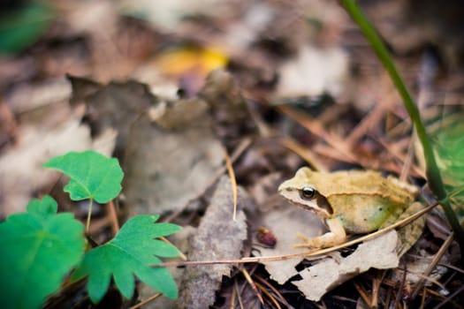 frog sitting on the leaves