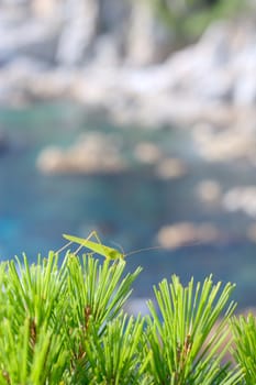 Sea reserve. Grasshopper sitting on a pine tree on a background of sea coast.