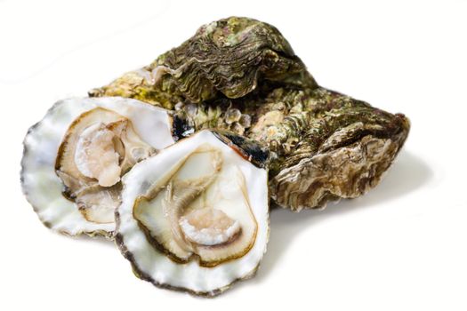 fresh alive oysters on a white background