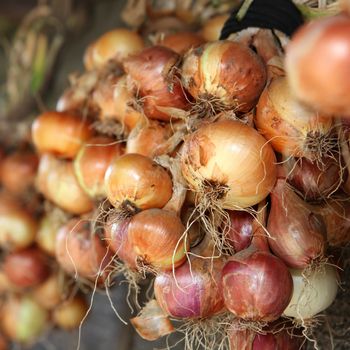 many yellow bulb onions like food background