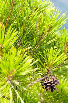 Close-up viev of wild pine tree with a cone