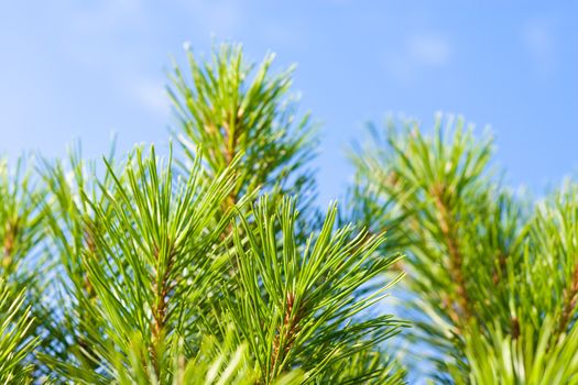 Pine-tree branches on a background of a blue sky.