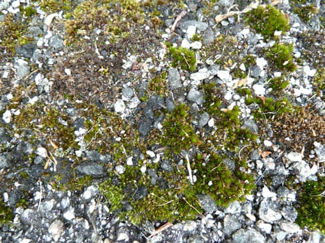Grey stones and green moss as a background