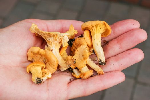 Freshly picked wild chanterelles held out in hand.