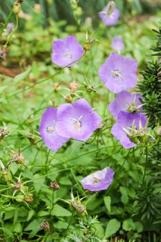 Campanula persicifolia is a flowering plant species of the genus Campanula in the family Campanulaceae.
