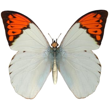 3D digital render of a Great Orange Tip (Hebomoia glaucippe), a butterfly belonging to the Pieridae family, isolated on white background