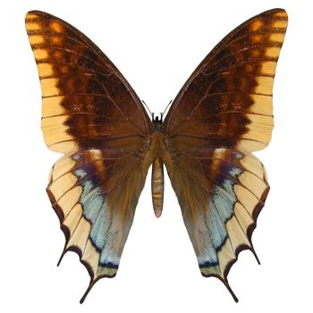 3D digital render of a Two-tailed Pasha or Charaxes jasius  or Foxy Emperor, a butterfly in the family Nymphalidae, isolated on white background
