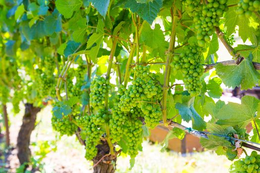 A beautiful vineyard is growing grapes for wine in Oregon outdoors during the summer.