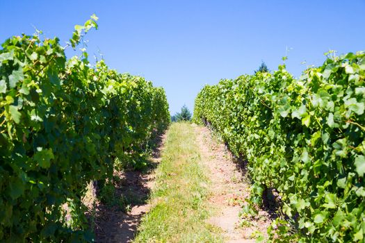 A beautiful vineyard is growing grapes for wine in Oregon outdoors during the summer.