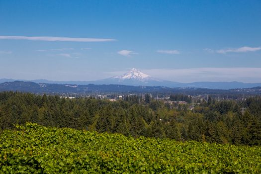 A scenic shot of mount hood from afar with Portland in the valley.