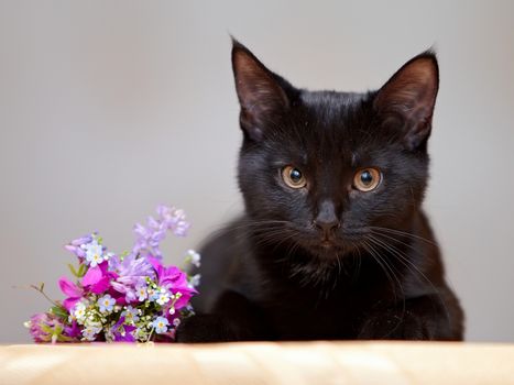 The black cat with the flowers. Black kitten. Black cat. Small predator.