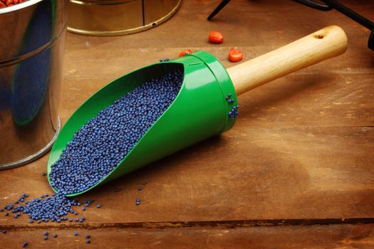 colored rapeseed sowing seed in wooden table