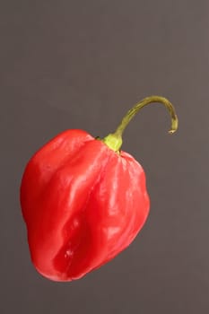 Scotch bonnet chilli