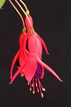 Fuchsia