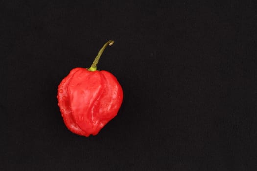 Scotch bonnet chilli