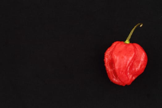 Scotch bonnet chilli