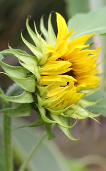 Sunflower opening