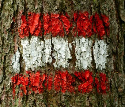 The Flag Of Austria Painted On Tree Bark