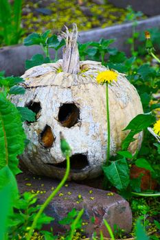 Post halloween scene with a pumpkin in a green garden with dandelions.