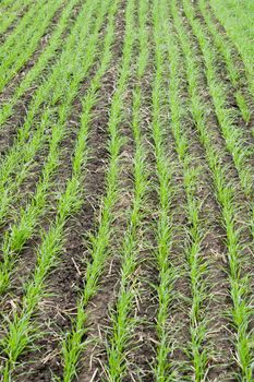 rows of little winter crop