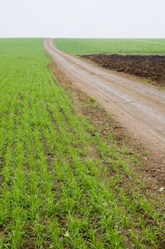 dirty road along field