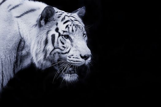 Black and white picture of a White Tiger
