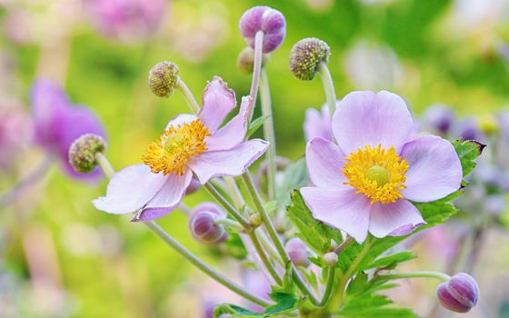 lila flowers from botanical garden, macro