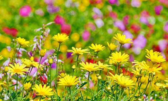 beautiful yellow flowers in floral background