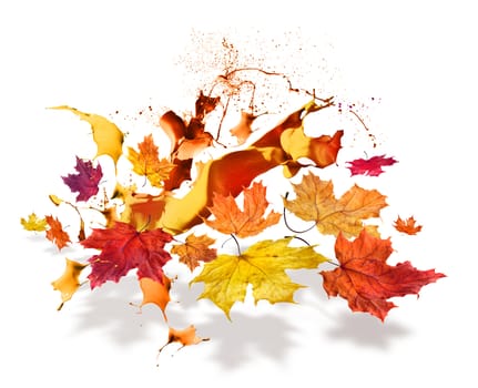 Colorful autumn maple leaves flying with seasonal color burst