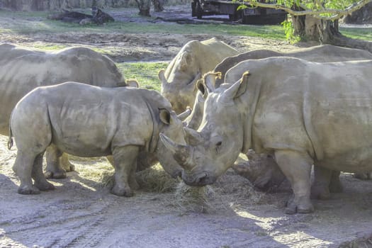 A herd of rhinos gathered around each other eating hay under the shade of a tree.