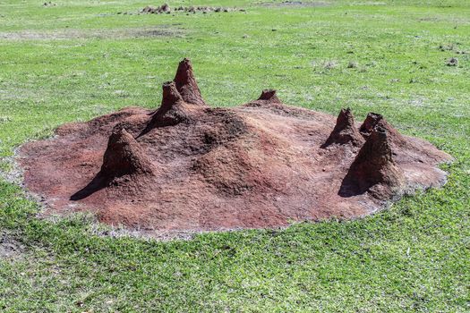 A large ant hill mound made of dirt and clay  located in Africa.