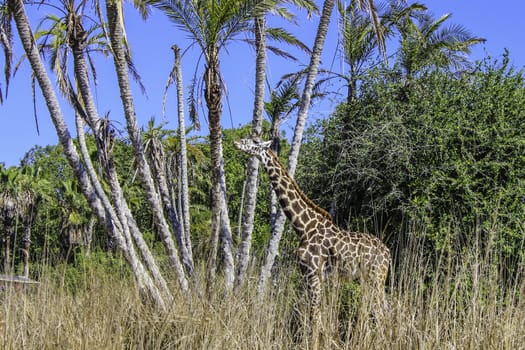 A large giraffe pulling some food off of a palm tree.