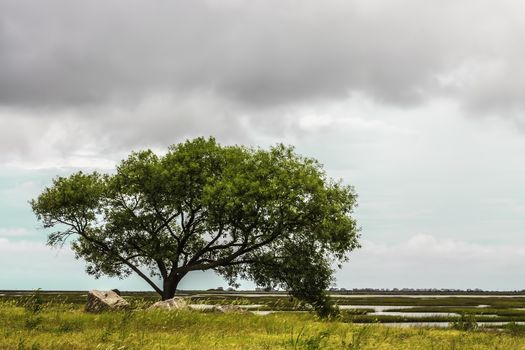 A lone tree growing near a coastal marsh.