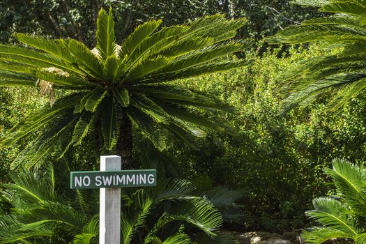 A "No Swimming" sign sitting among many sago palm trees.