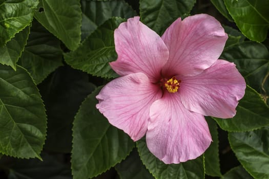 A pink hibiscus bloom surrounded by many bright green leaves.