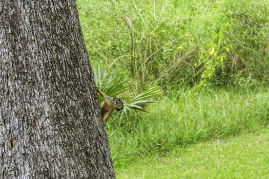 A squirrel crawling on the side of a tree with an acorn in his mouth.