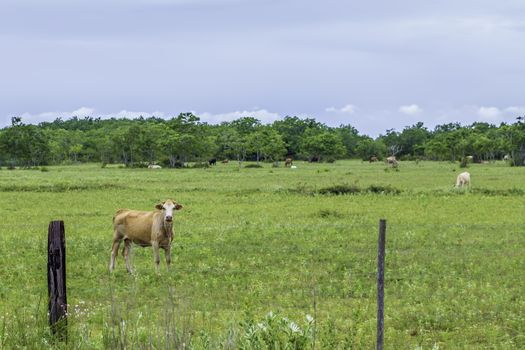 A cattle pasture full of green grass with a shot of a cow staring at the photographer.