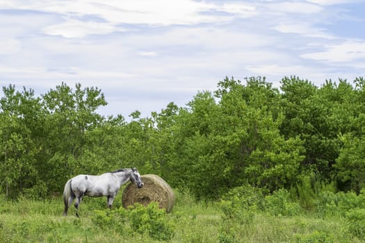 A grey horse eating a meal of hay from a round bale.