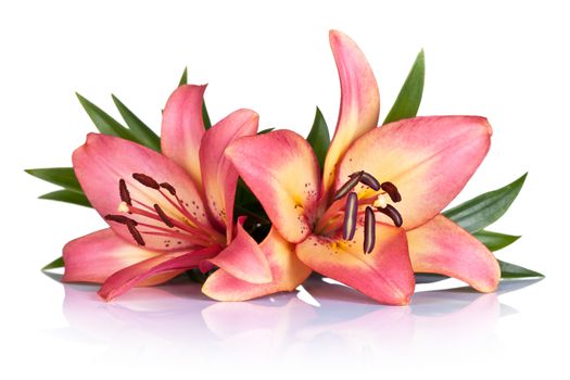 Pink lily flowers on white background. Macro shot