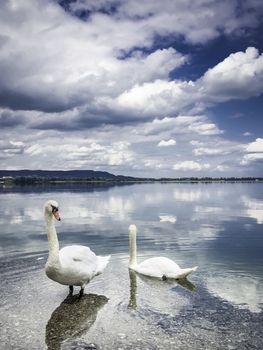 Two swans on the shore of lake Kochelsee, in which the sky is reflected, in Bavaria, Germany.