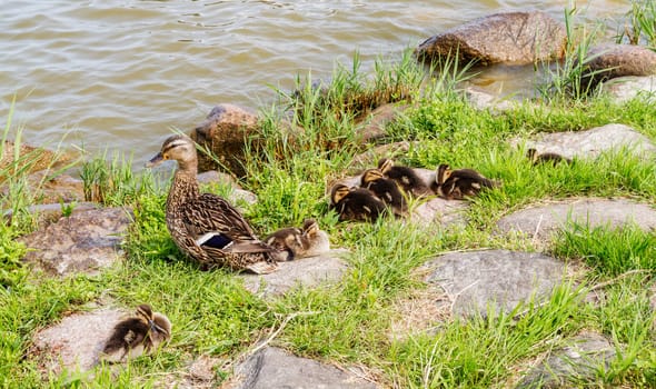 duck and seven ducklings on the banks of a summer day