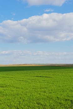 green wheat field under the blue cloudy sky