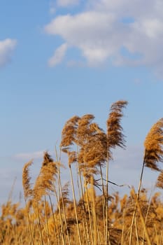 Reed in cloudy bright weather, the wind