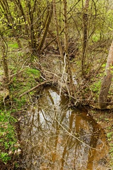 small stream in the forest